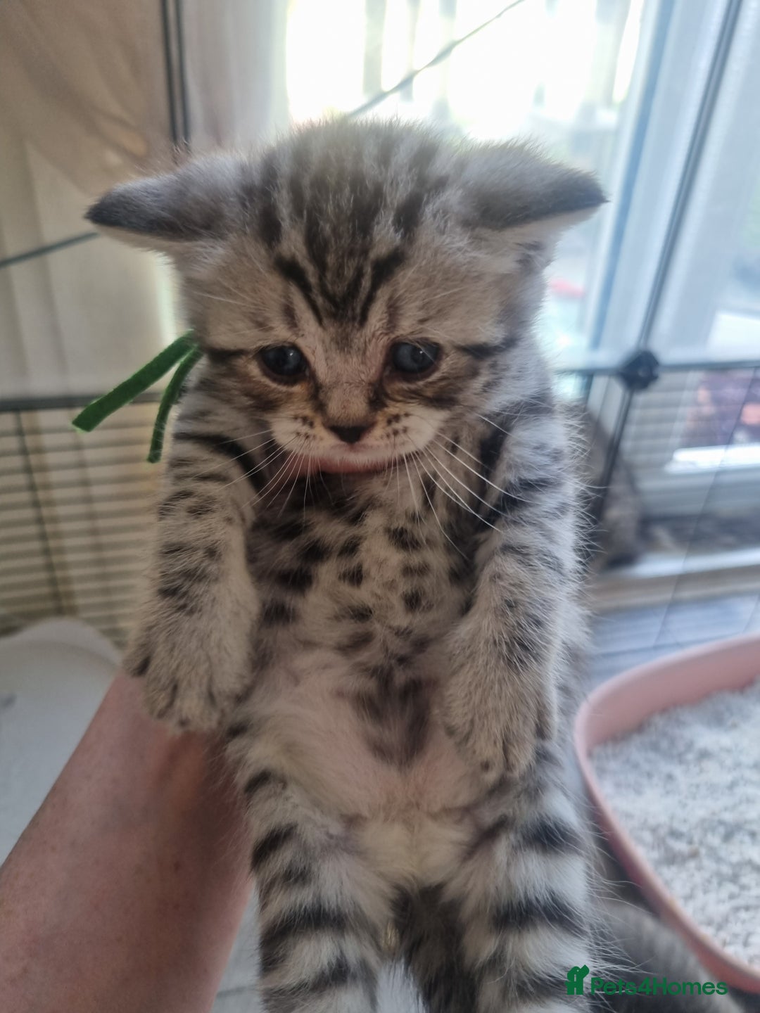 British Shorthair cats for sale: Rare tabby British shorthair  in Knottingley - Image 6