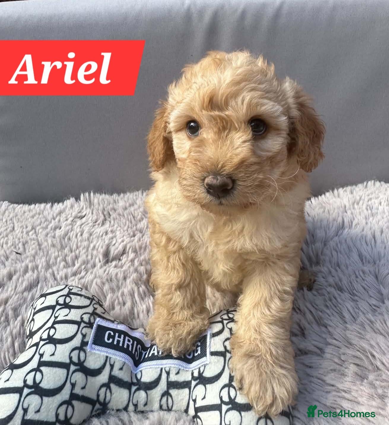 Australian Labradoodle dogs Australian Labradoodle Small Size  - Advert 2
