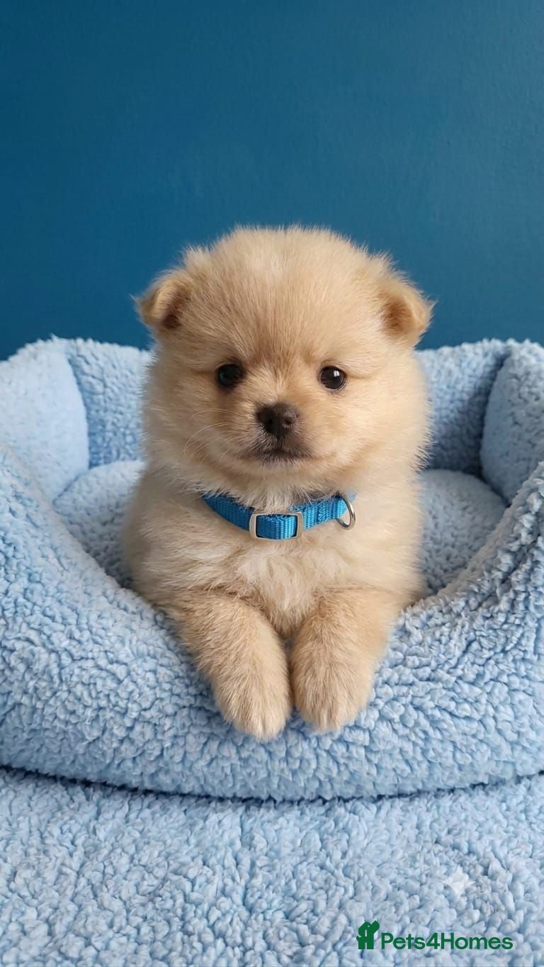 Mixed Breed dogs POMSHI PUPS FOR SALE  - Advert 1