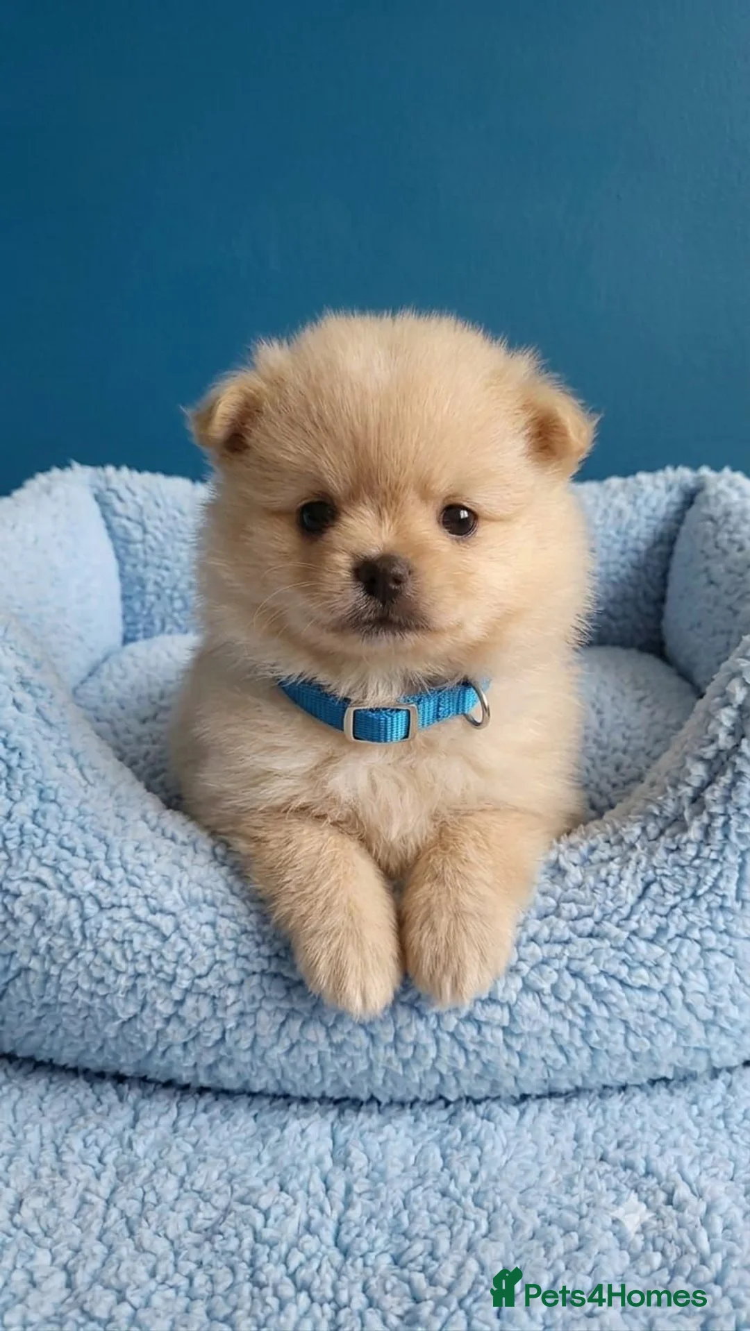 Mixed Breed dogs for sale: POMSHI PUPS FOR SALE  - Advert 1