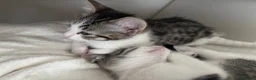 Mixed Breed cats for sale: Male kitten  - Advert 4