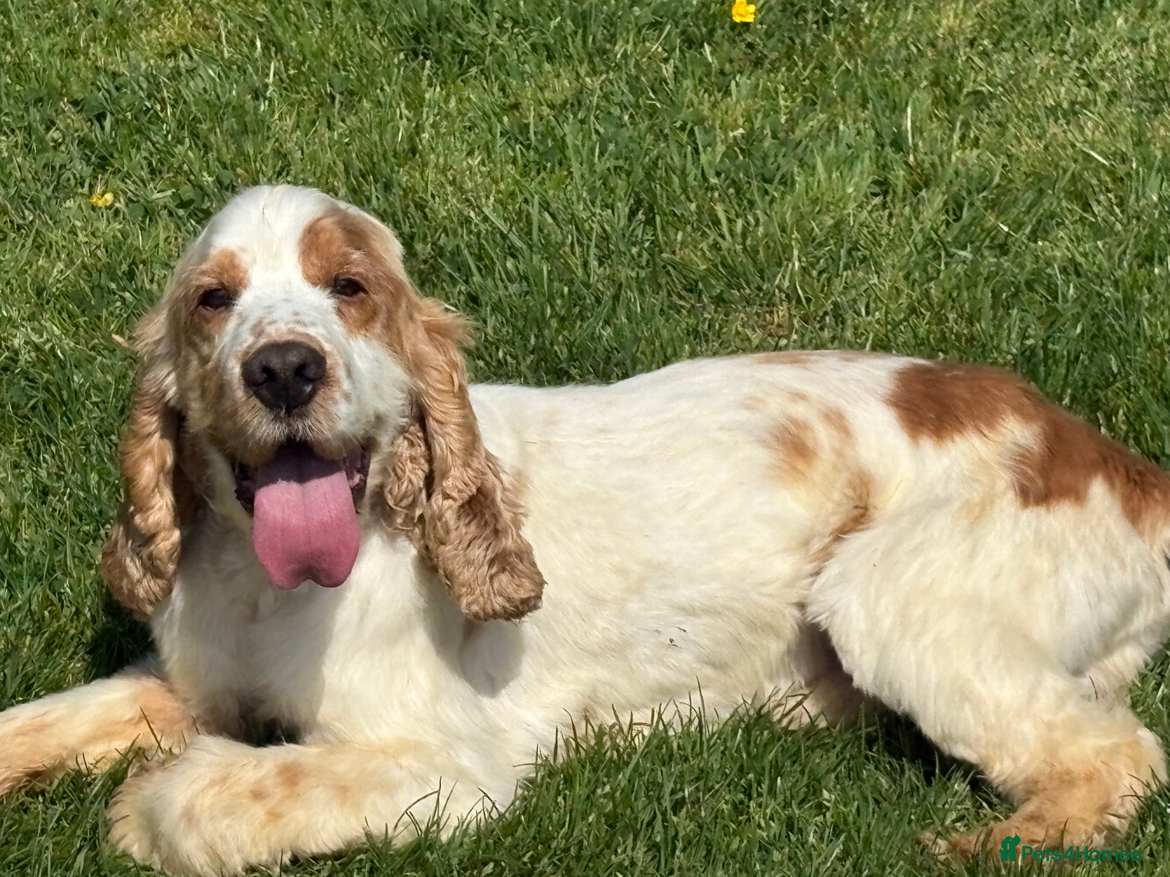 Cocker Spaniel dogs Health tested cocker spaniel stud boy  in Southport - Advert 3