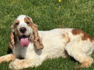 Cocker Spaniel dogs in Southport - Advert 19