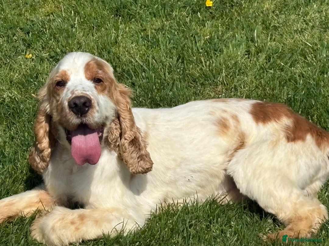 Cocker Spaniel dogs for stud: Health tested cocker spaniel stud boy  in Southport - Advert 1