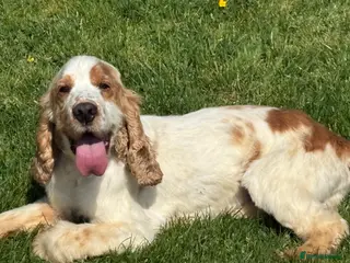 Cocker Spaniel dogs Health tested cocker spaniel stud boy in Southport - Advert 15