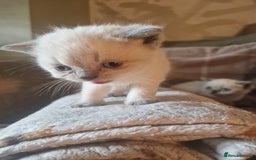 British Shorthair cats for sale: Beutiful British shorthair kittens  - Image 11