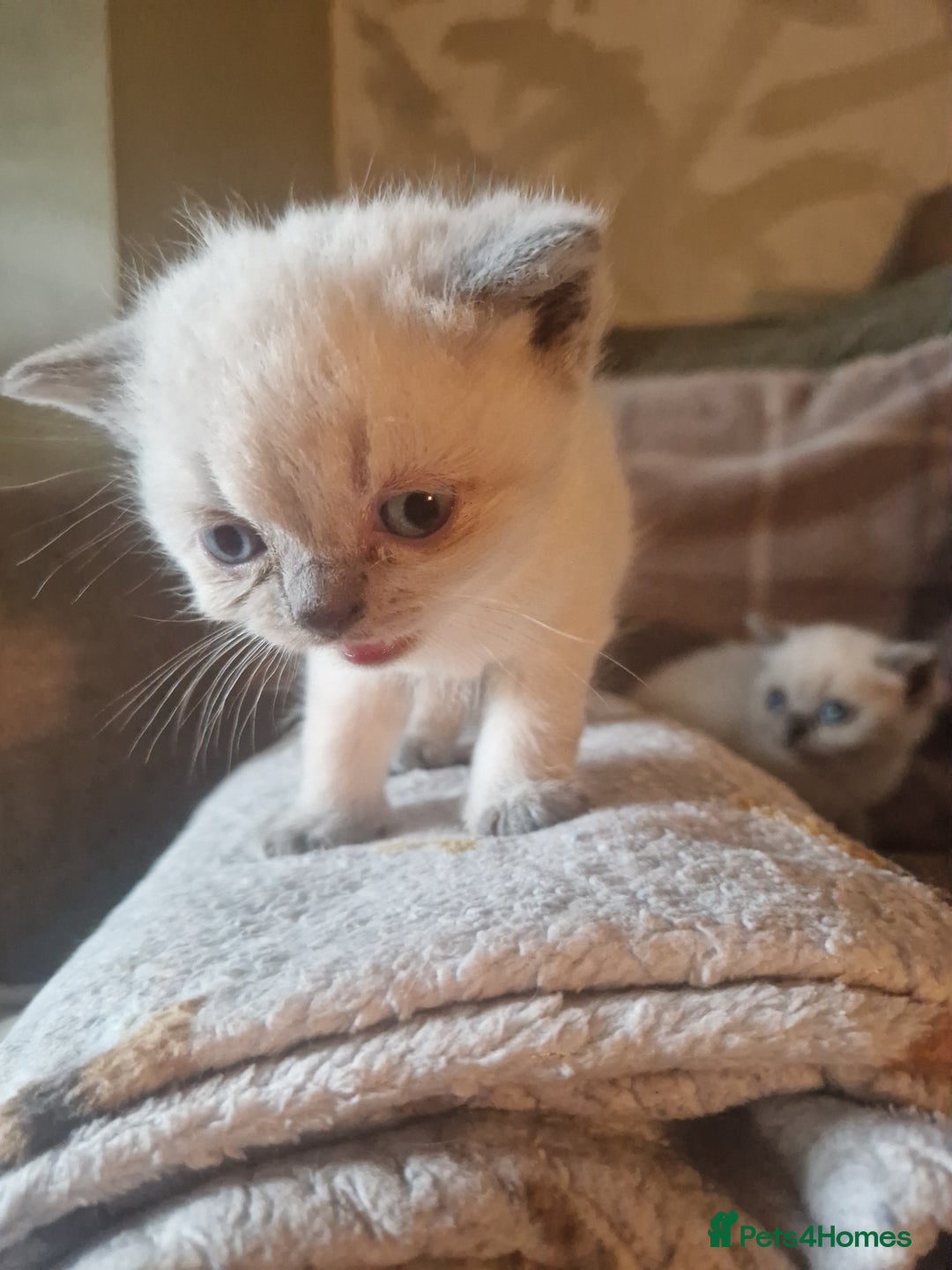 British Shorthair cats for sale: Beutiful British shorthair kittens  - Image 11