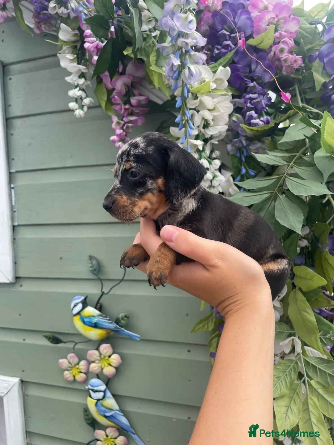 Dachshund dogs for sale: Dachshund Puppies for sale  in Wickford - Advert 2