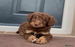 Bordoodle dogs for sale: OUTSTANDING *TRI COLOUR* MINIATURE BORDOODLES - Image 27