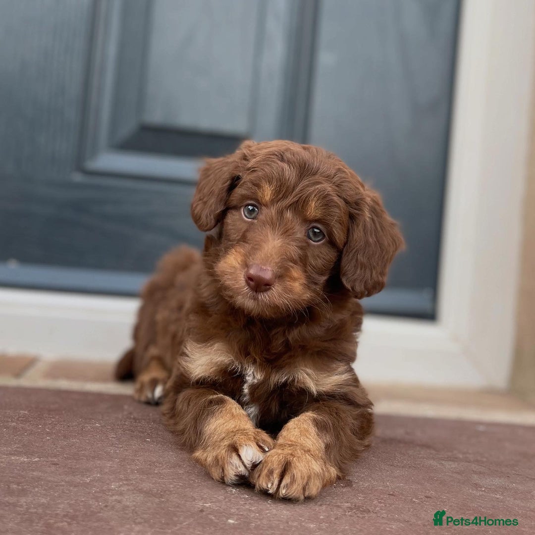 Bordoodle dogs for sale: OUTSTANDING *TRI COLOUR* MINIATURE BORDOODLES - Image 27