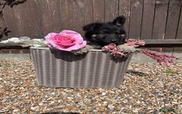 German Shepherd dogs for sale: Ready to go German Shepherd Alsatian puppies - Image 3