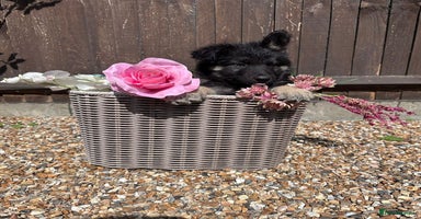 German Shepherd dogs - Advert 1
