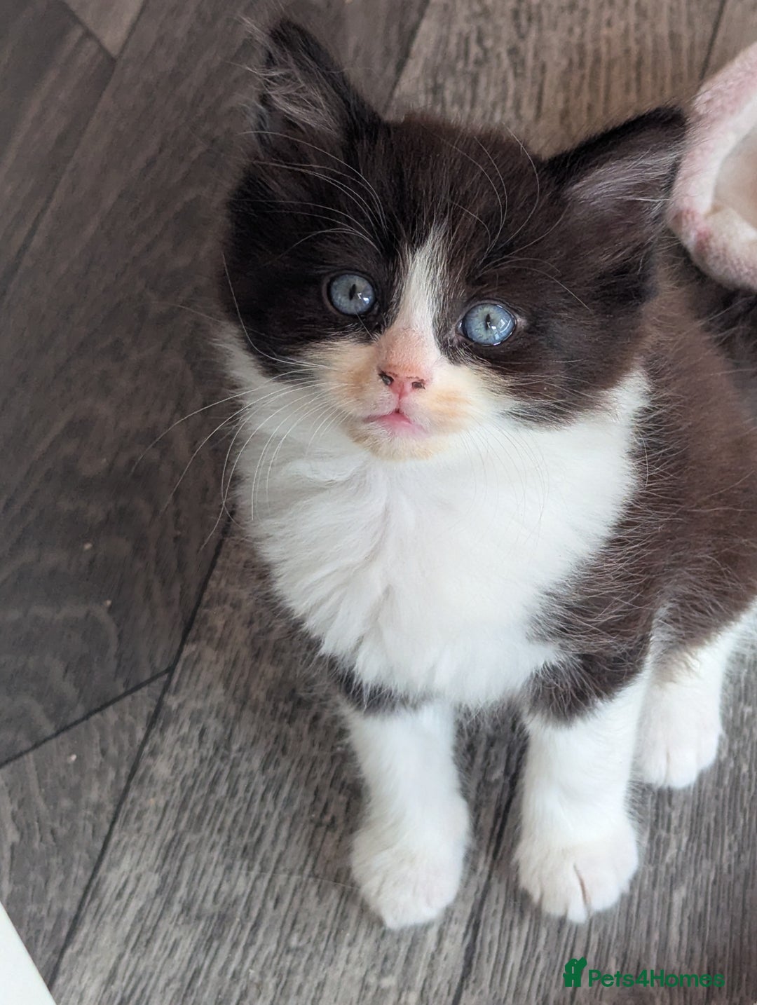 Ragdoll cats for sale: Rag doll cross - Image 3