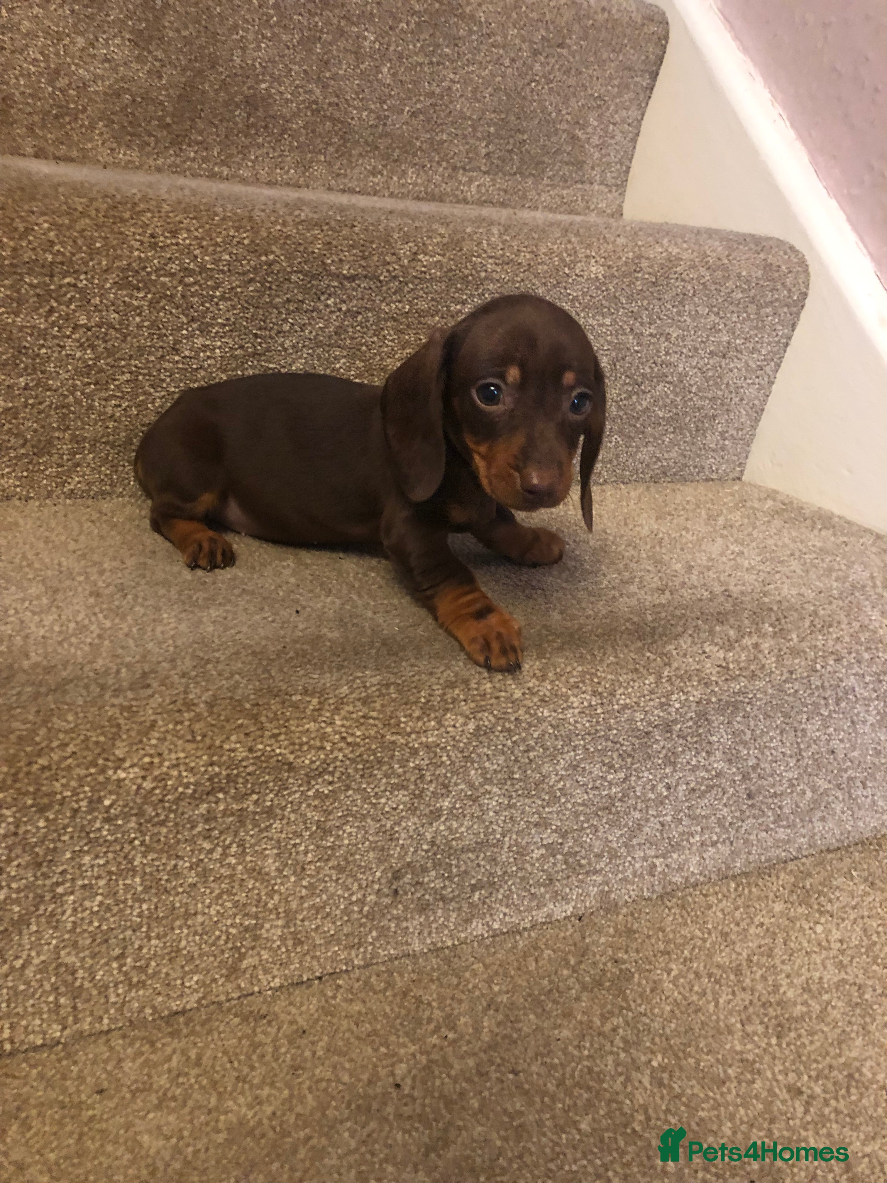 Miniature Dachshund dogs Miniature dachshund, last baby girl ready today. - Advert 13