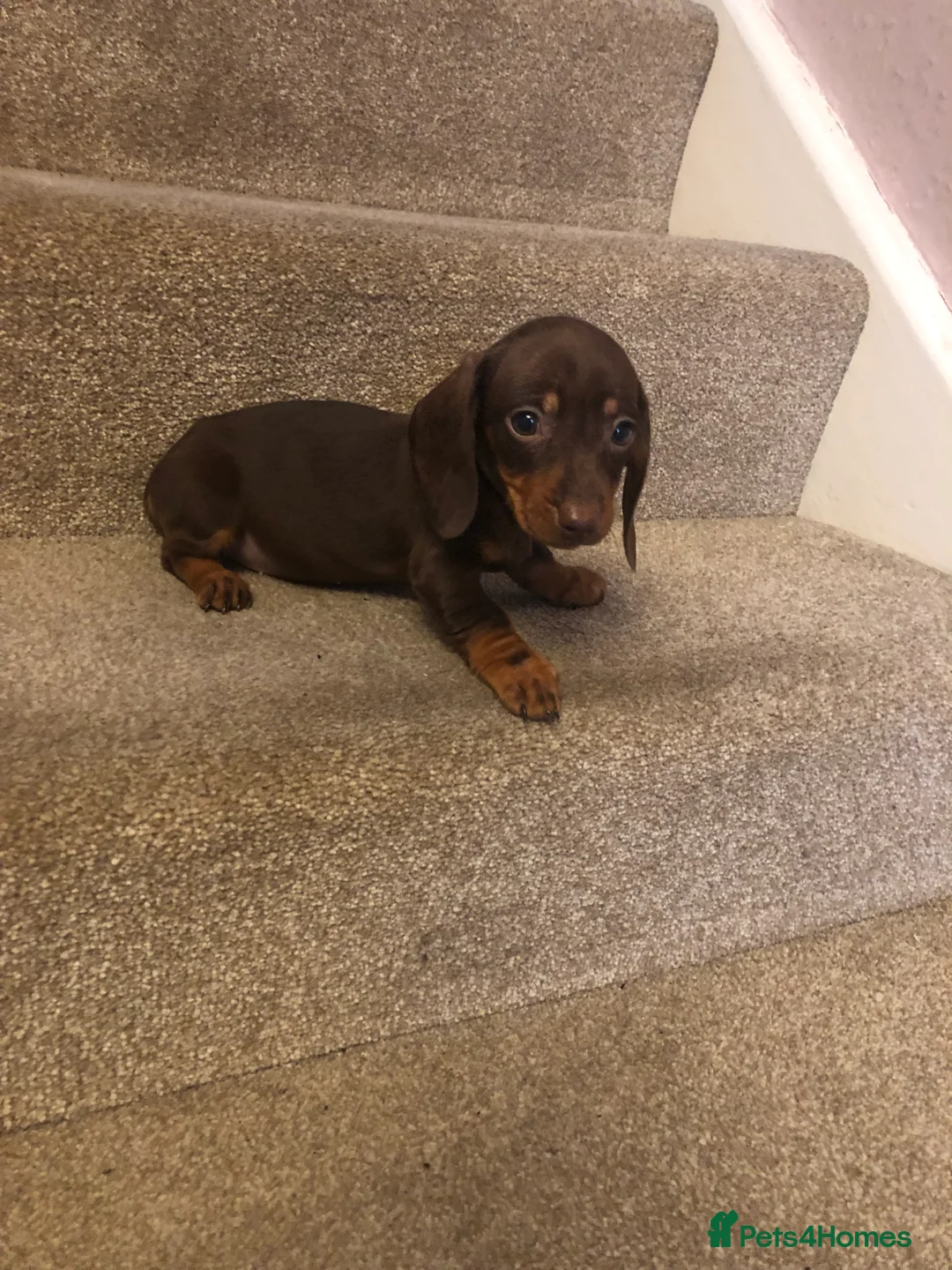 Miniature Dachshund dogs for sale: Miniature dachshund, last baby girl ready today. - Advert 1