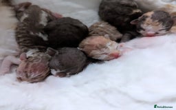 Devon Rex cats for sale: 🌼Curly, gorgeous Devon Rex Kittens available  - Image 7