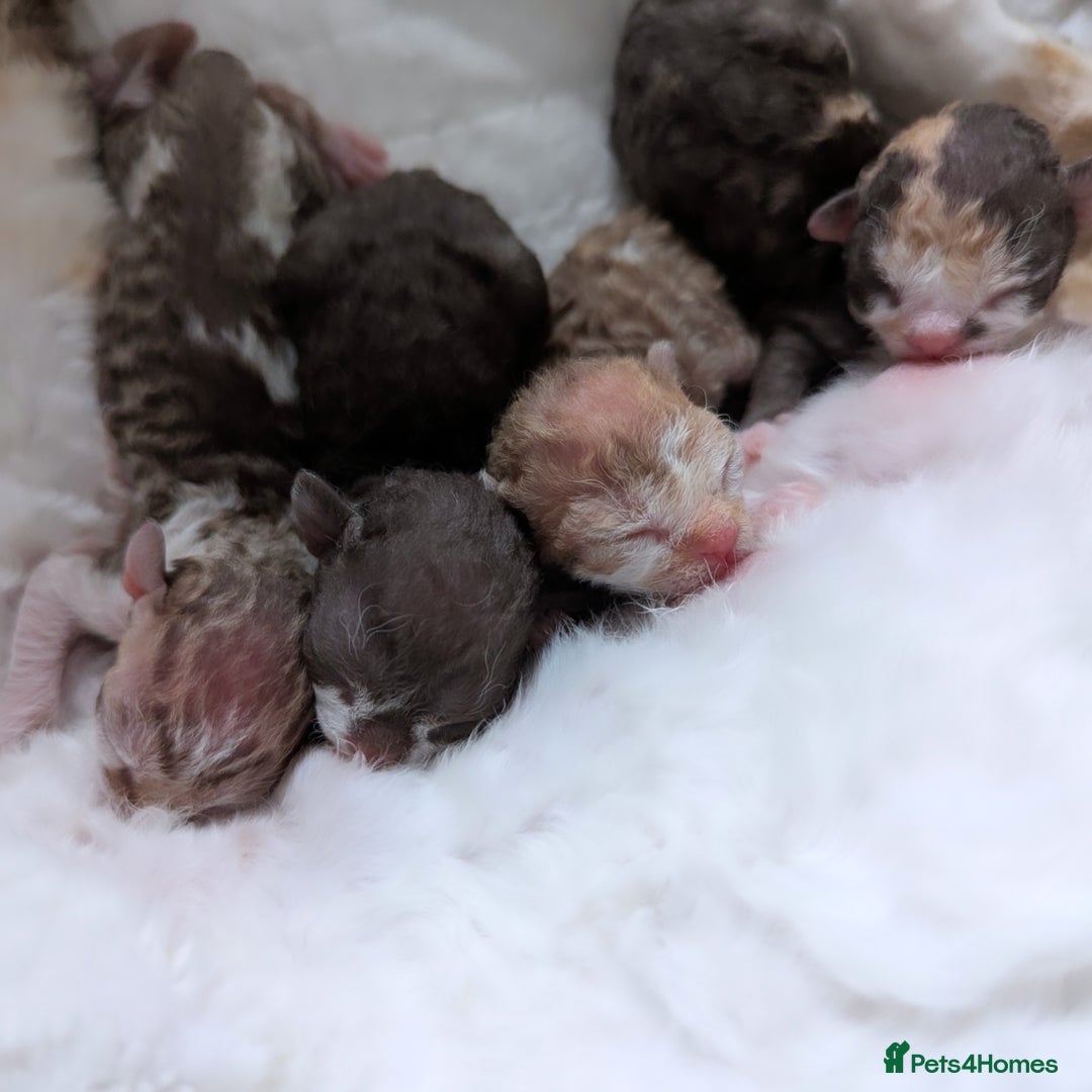 Devon Rex cats for sale: 🌼Curly, gorgeous Devon Rex Kittens available  - Image 7