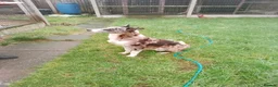 Lurcher dogs for sale: Stunning lurcher pups - Advert 3