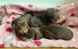 Miniature Dachshund dogs for sale: 5 star licensed miniature Wirehaired ready 18/8 - Image 3
