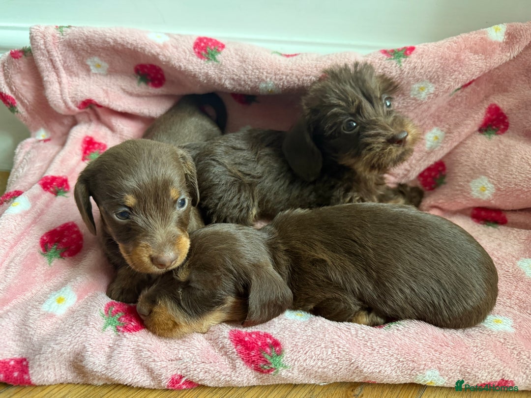 Miniature Dachshund dogs for sale: 5 star licensed miniature Wirehaired ready 18/8 - Image 3