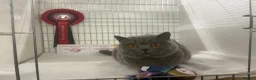 British Shorthair cats for sale: Gccf British Blue kittens  - Advert 7