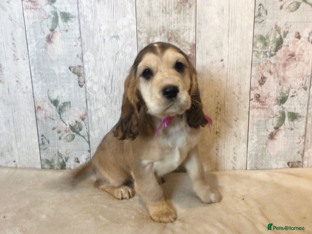 Mixed Breed dogs for sale: Adorable/ Social/Confident Cockalier pups - Advert 5