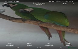 Macaws birds for sale: Chestnut fronted severe macaws - Image 1