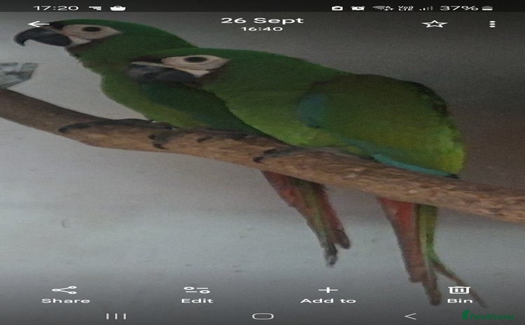 Macaws birds - Advert 1