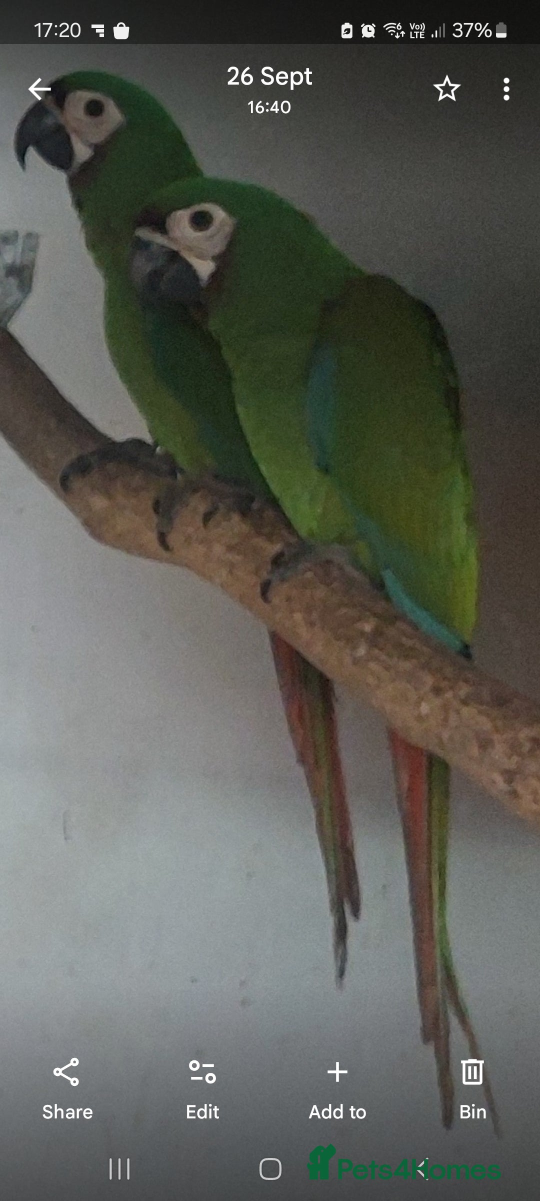 Macaws birds for sale: Chestnut fronted severe macaws - Image 1