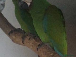 Macaws birds - Advert 16