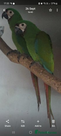 Macaws birds - Advert 1