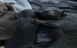 Miniature Dachshund dogs for sale: Stunning Mini Dachshund Puppies - Image 2