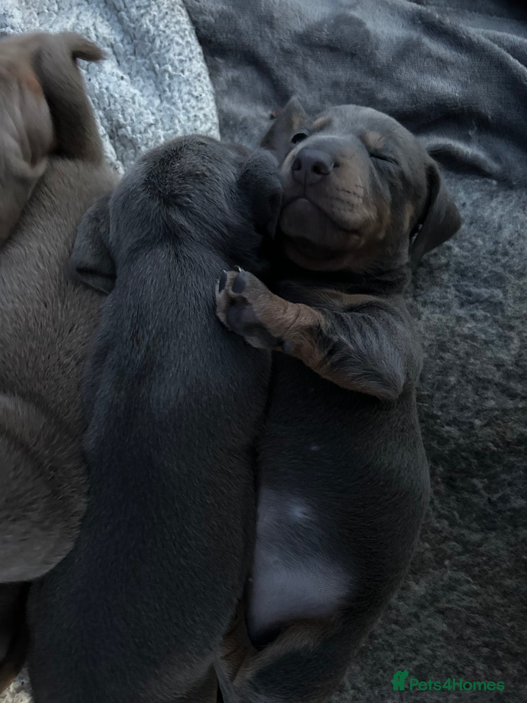 Miniature Dachshund dogs for sale: Stunning Mini Dachshund Puppies - Image 2