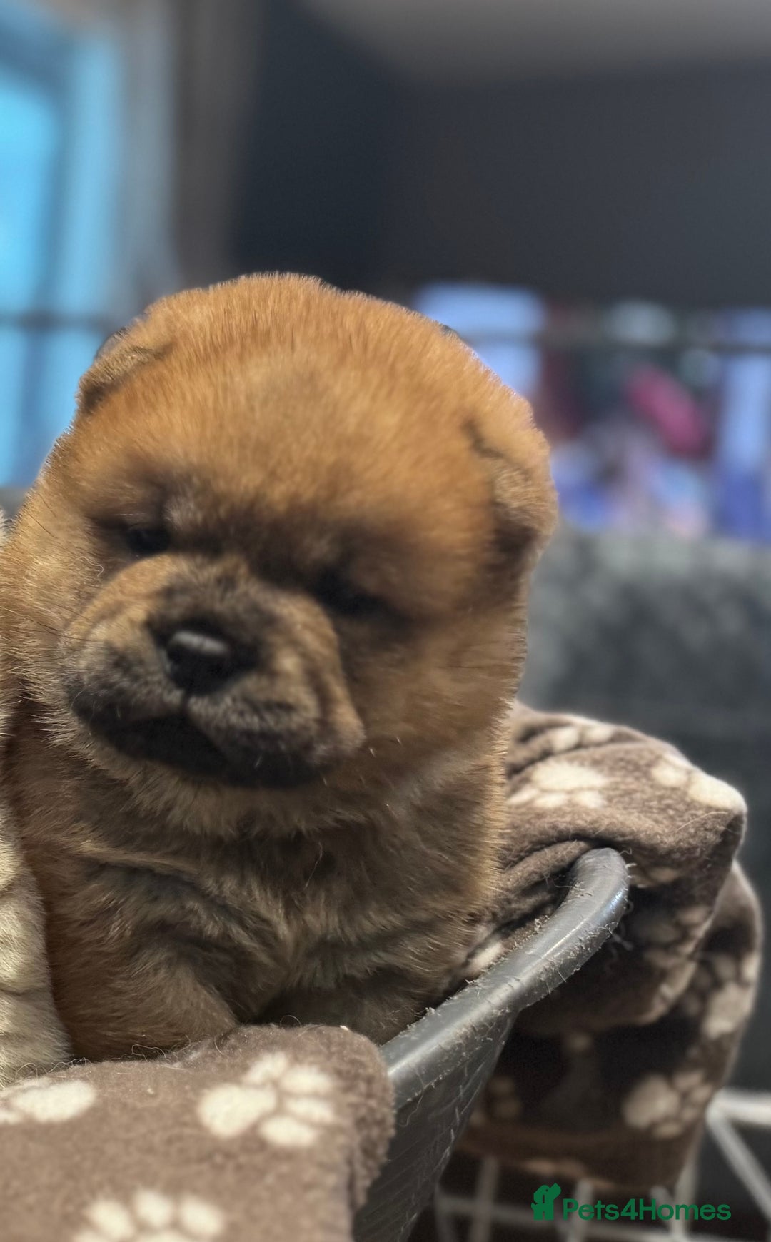 Chow Chow dogs for sale: Stunning smooth chows  - Advert 3