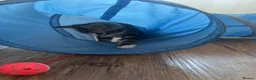 Mixed Breed cats for sale: 3 Playful beautiful kittens, 1 girl 2 boys - Advert 5