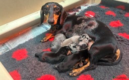Miniature Dachshund dogs for sale: Miniature Dachshund puppies  - Image 1