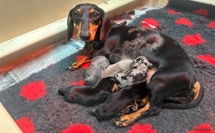 Miniature Dachshund dogs - Advert 1