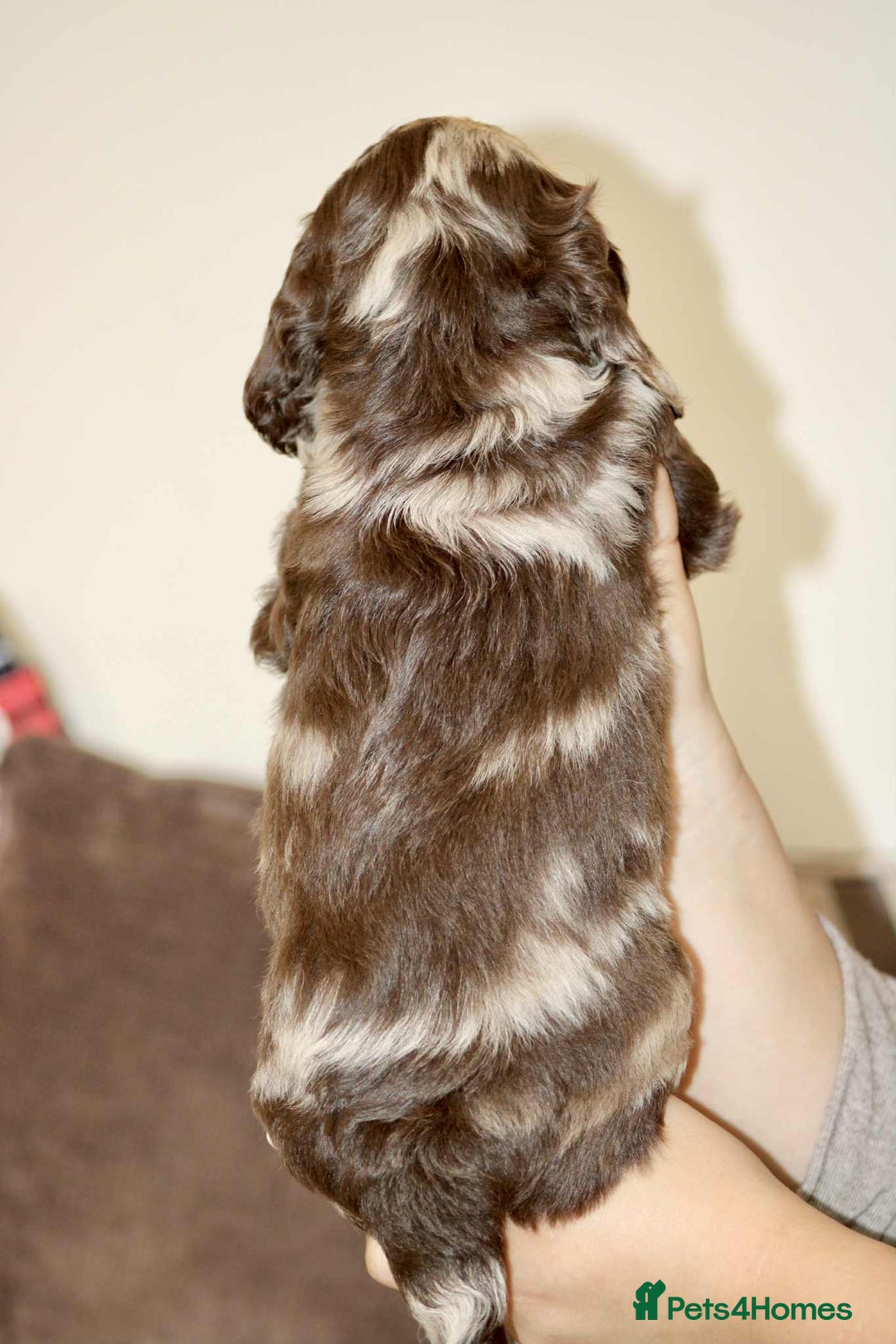 Cockapoo dogs for sale: Adorable Cockerpoo puppies F1B - Image 7