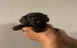 Cockapoo dogs for sale: Beautiful chocolate and Merle Cockerpoo puppies! - Image 4