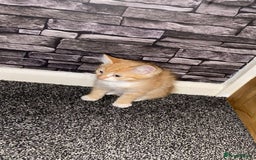 American Shorthair cats for sale: Cute ginger kitten for sale half Serbian  - Image 5