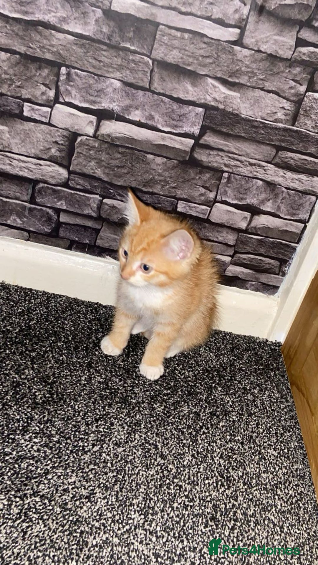 American Shorthair cats for sale: Cute ginger kitten for sale half Serbian  - Image 5