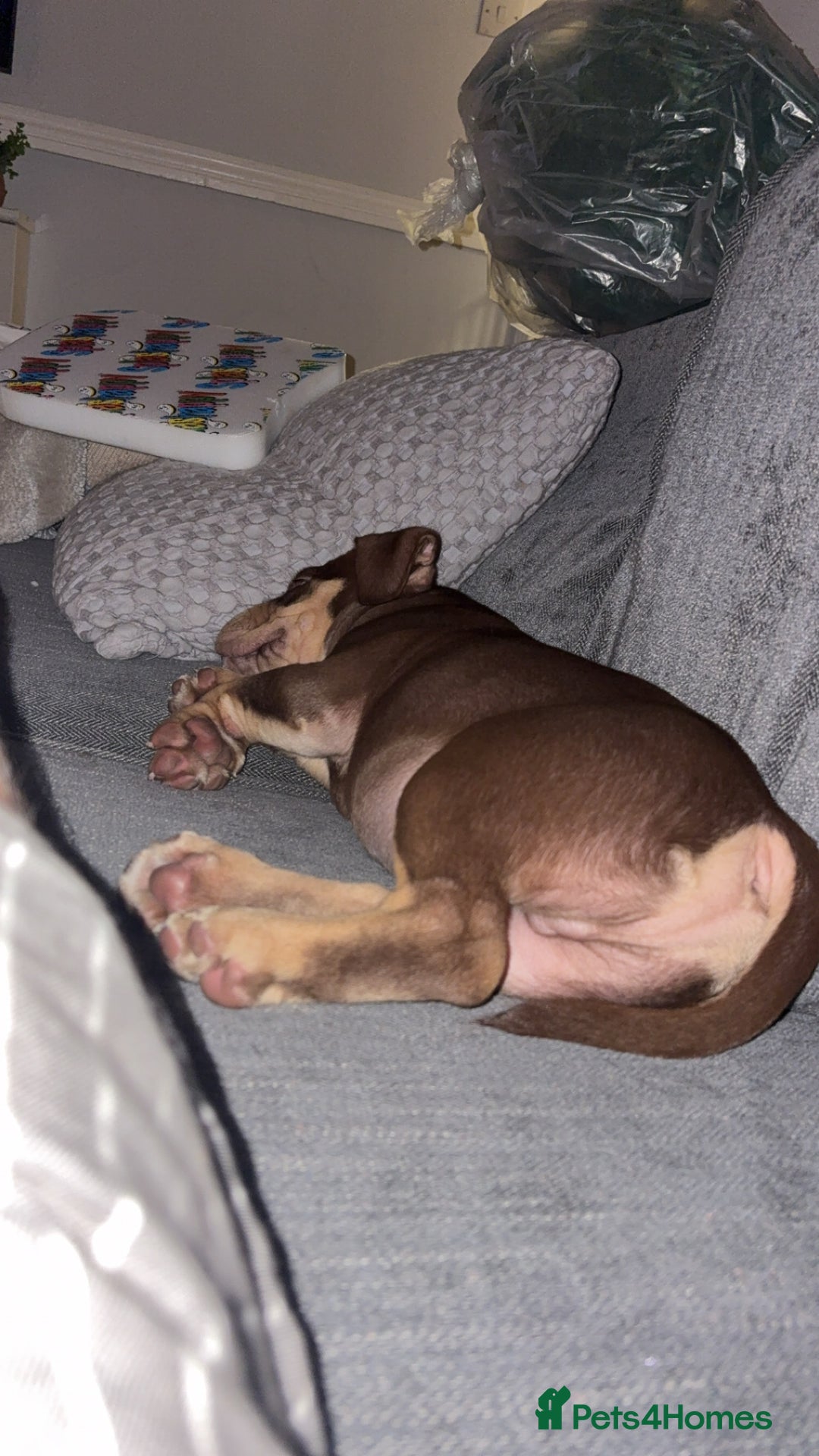 American Bully dogs for sale: Bruce male pocket bully puppy - Advert 7