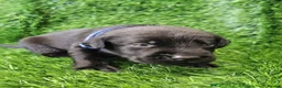 Labrador Retriever dogs for sale: Beautiful Labrador Puppies Ready for Loving Homes in Hull - Advert 3