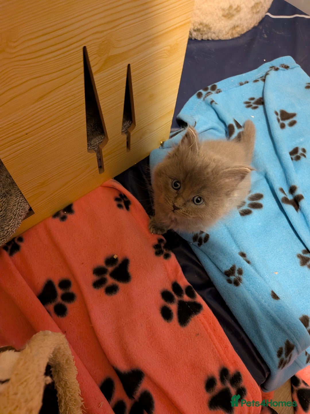 Maine Coon cats for sale: Mainecoon  x ragdolls - Advert 21