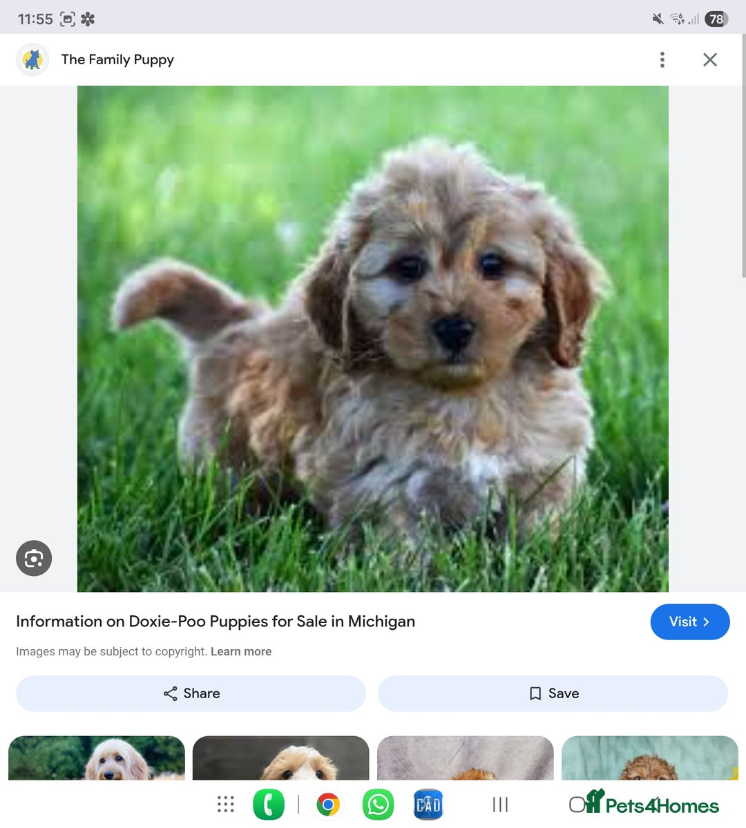 Mixed Breed dogs for sale: Doxiepoos  - Image 21