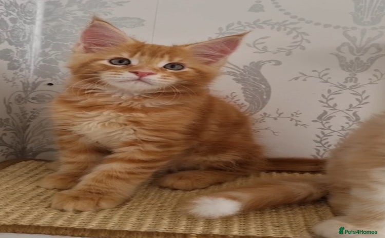 Maine Coon cats - Advert 9