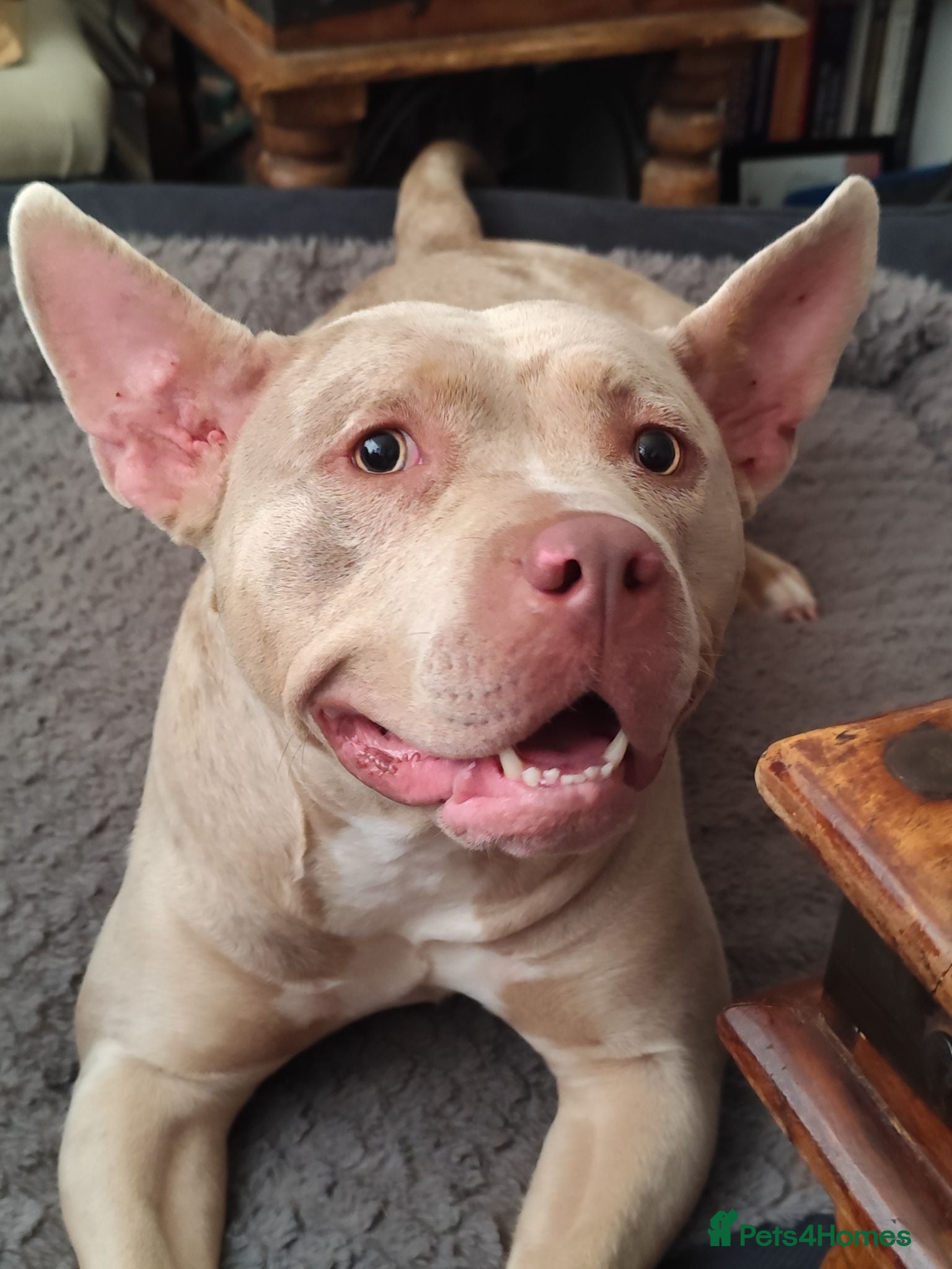 Mixed Breed dogs Need to re-home beautiful staffy x Frenchie female - Advert 3