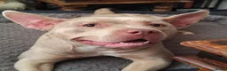 Mixed Breed dogs for sale: Need to re-home beautiful staffy x Frenchie female - Advert 1