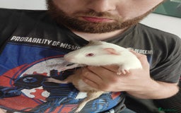 Guinea Pig rodents for sale: 2 gorgeous male ginnie pigs  - Advert 2