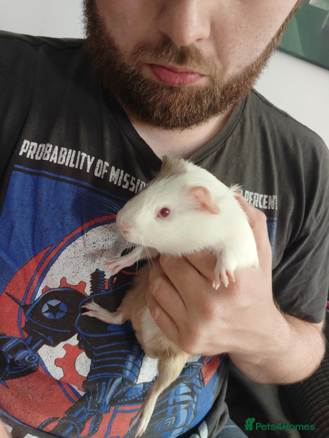 Guinea Pig rodents for sale: 2 gorgeous male ginnie pigs  - Advert 2